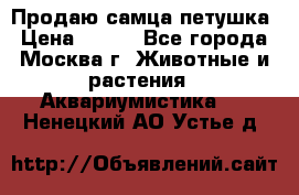 Продаю самца петушка › Цена ­ 700 - Все города, Москва г. Животные и растения » Аквариумистика   . Ненецкий АО,Устье д.